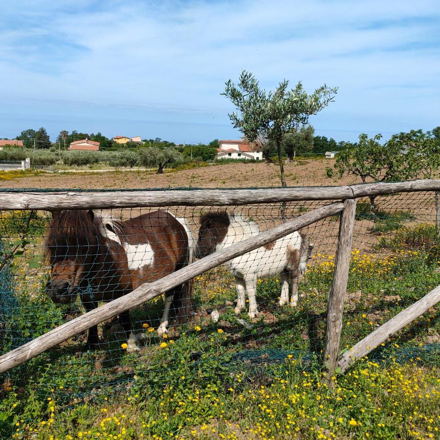 Agriturismo Agri Armonia San Lucido Eksteriør billede