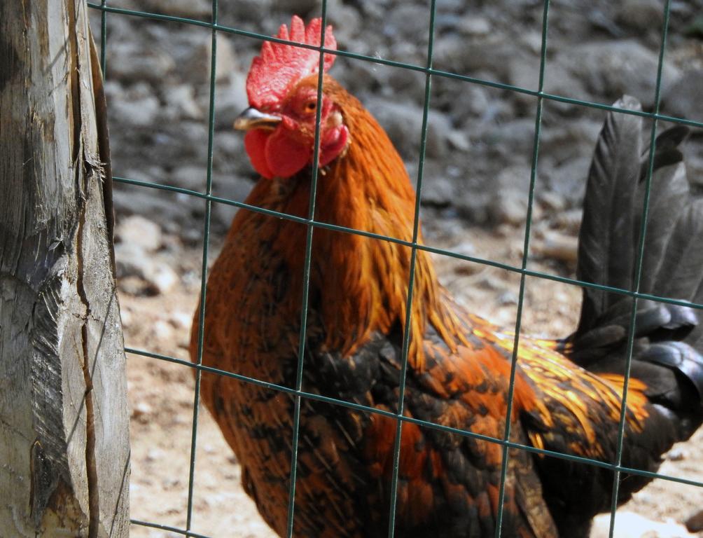 Agriturismo Agri Armonia San Lucido Eksteriør billede