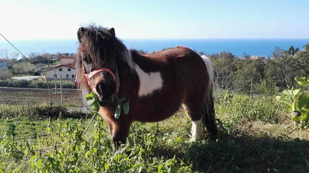 Agriturismo Agri Armonia San Lucido Eksteriør billede