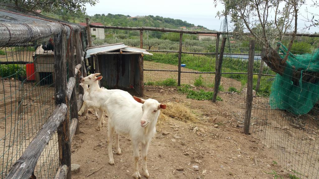 Agriturismo Agri Armonia San Lucido Eksteriør billede